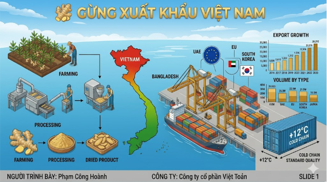 Xuất khẩu Gừng Việt Nam